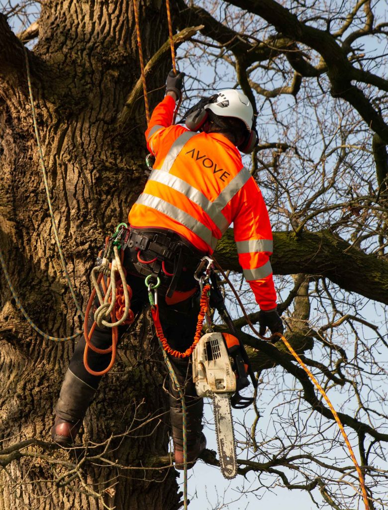 Vegetation management - excellent range of services