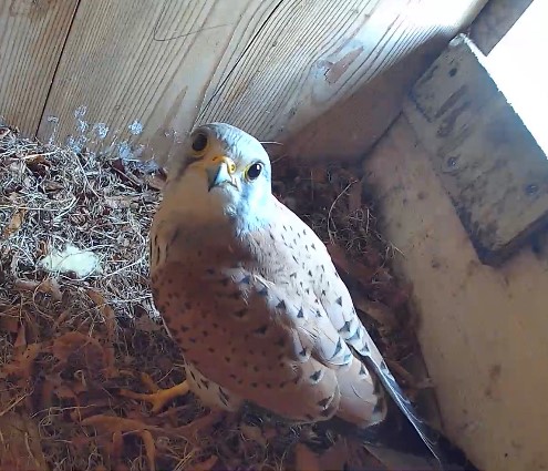 A photo of a kestrel in a nesting box provided by the biodiversity grants offered from utilities specialists Avove and Severn Trent.